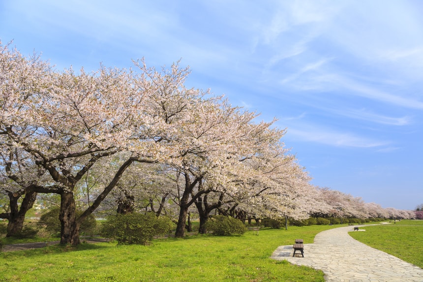 150種１万本の北上川河畔の桜並木