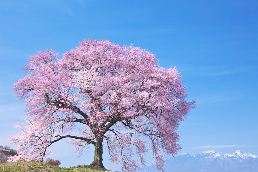 残雪の八ヶ岳と一本桜の名風景