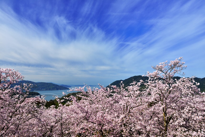 千本桜越しに瀬戸内の多島美を一望