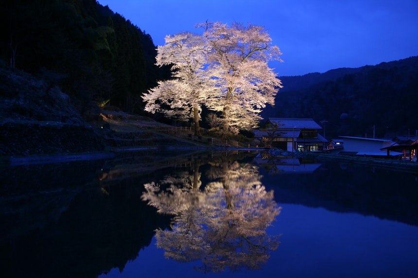 ２本が仲良く寄りそう夫婦のような桜